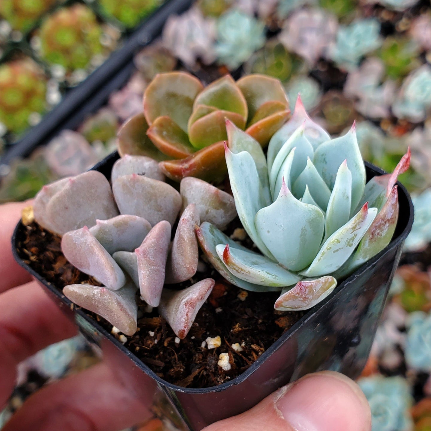 Echeveria Mix (Blue, Red & Purple)